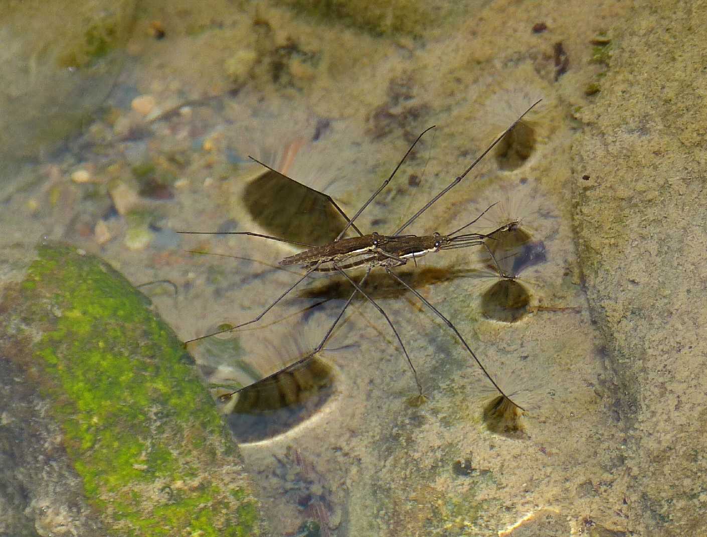 Gerridae in accoppiamento